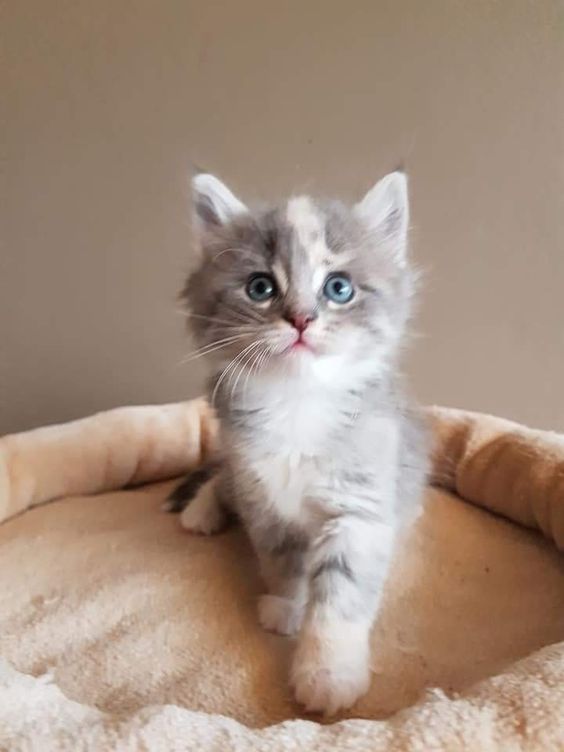 Petit chat tout mignon avec yeux bleu gris.
Cute little cat with gray blue eyes.
© Photo under Copyright
